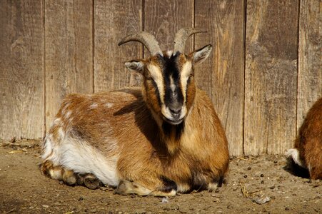 Billy goat horn horns photo