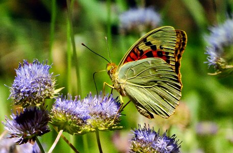 Wings flower spring
