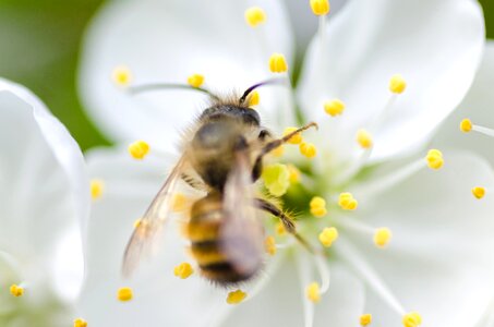 Antenna bee flower