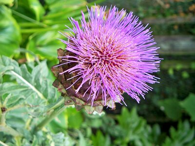 Flower vibrant bloom