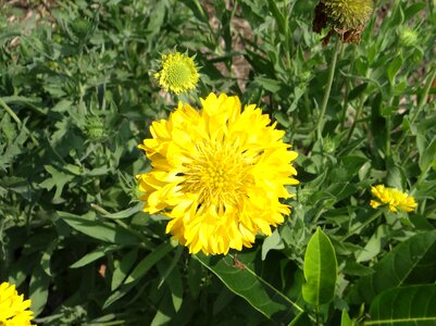 Sevanti plant bloom