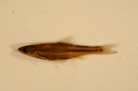 Notropis nubilus