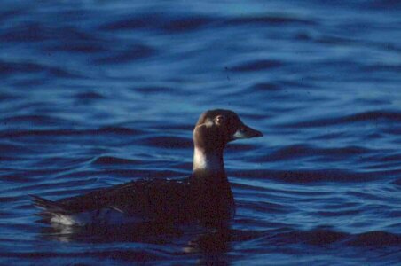 Aquatic Bird bird duck
