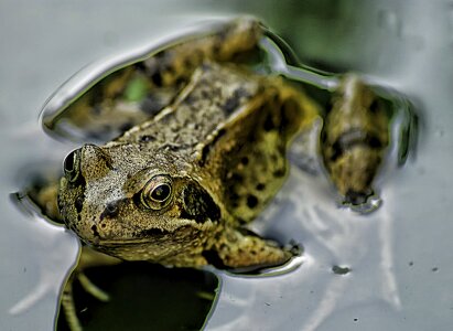 Amphibian green frogs photo