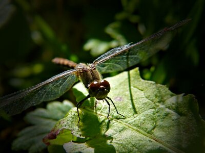 Nature macro meadow