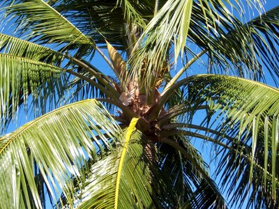 Beach blue sky branch
