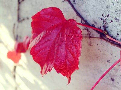 Autumn red leaf fall foliage photo