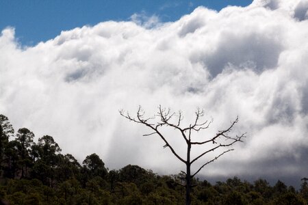 Clouds sky pine photo