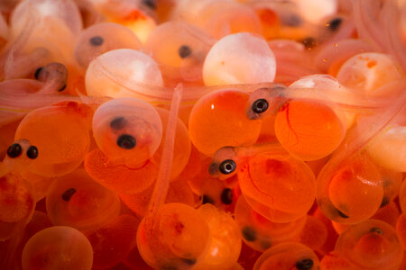 Rainbow trout eggs-1