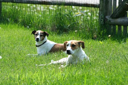 White brown mammals