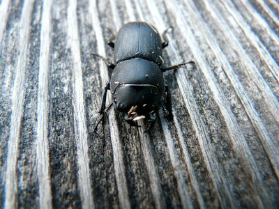 Lucanidae black wood