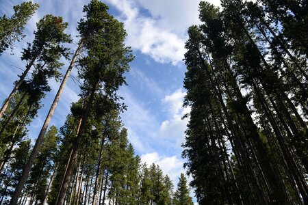 Bunsen Peak Trail. Yellowstone national park