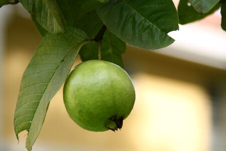 Apple citrus diet photo