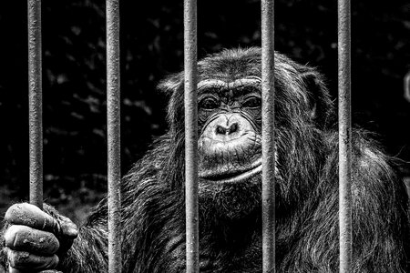 Imprisoned grid cage photo