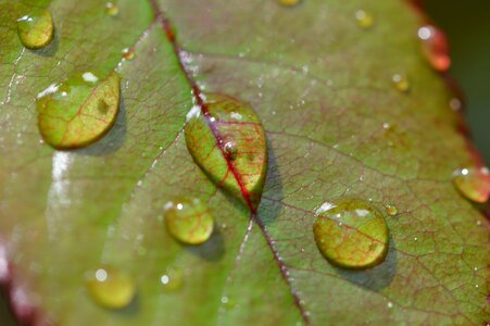 Dark Green daylight detail