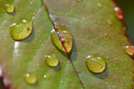 Dark Green daylight detail photo