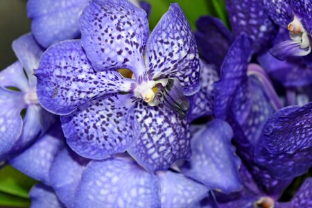 Blue orchid petals