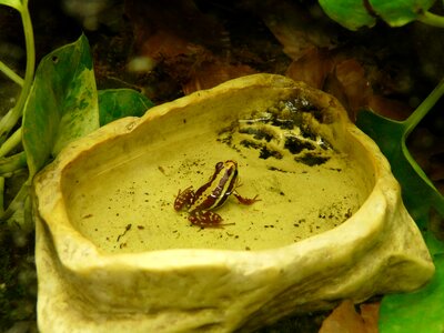 Anuran poison dart frog native photo