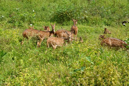 Wild wildlife stag