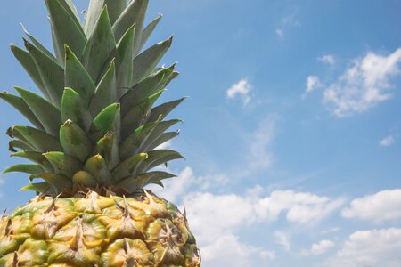 Food tropical healthy