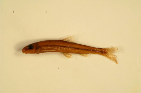 Phenacobius catostomus