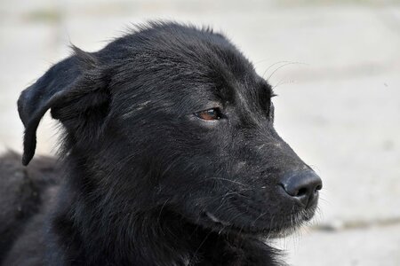 Black dog portrait photo