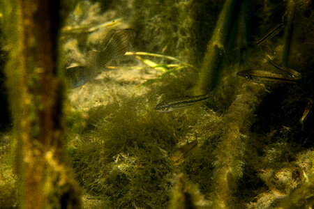 Ash Meadows Speckled Dace-1 photo