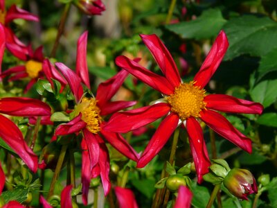 Blossom bloom star