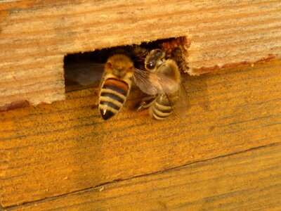 Beehive animals nature