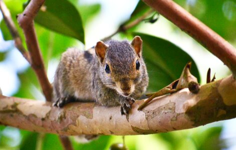 Pest wildlife sri lanka photo