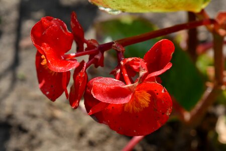 Endangered Species flower bud red