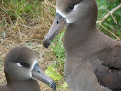 Black-Footed Albatross pair photo