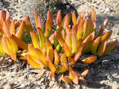 Succulent plant rock red