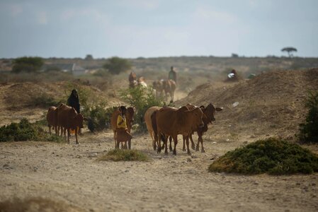 Desert herd cattle farming photo