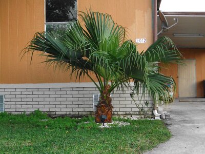 Little palm sort