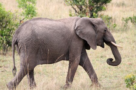 Africa nature landscape