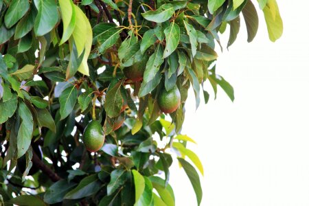 Fruit green landscape photo