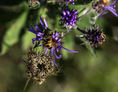 Honey Bee on Purple Flower photo