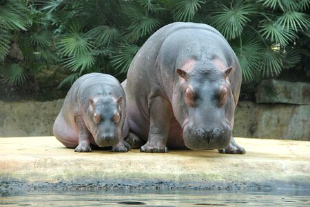 Zoo animals hippos