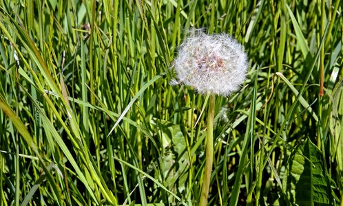 Beautiful Flowers blossom dandelion photo