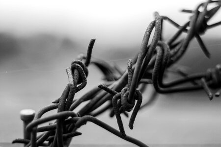 Barbed Wire black black and white