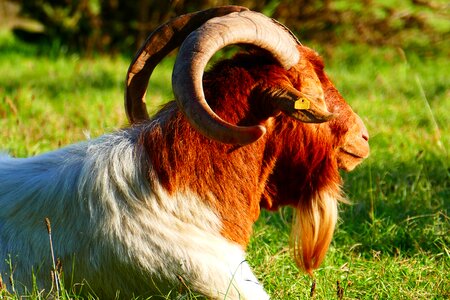 Horns domestic goat goatee photo