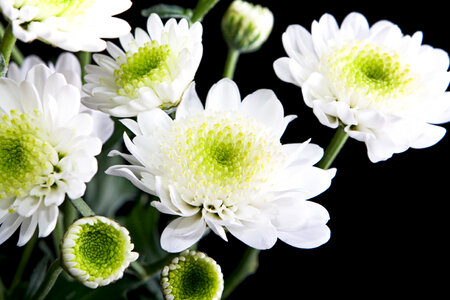 White flowers
