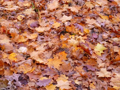 Autumn fall forest