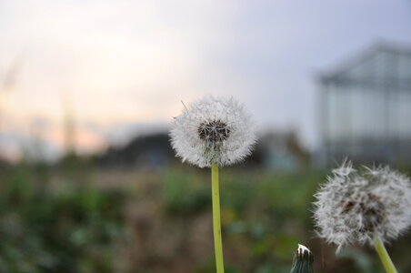 Blowballs in focus photo