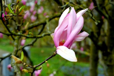 Beautiful Flowers beautiful photo bloom photo