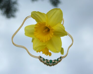 Daffodil emerald gold photo