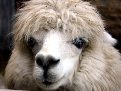 Alpaca animal fauna