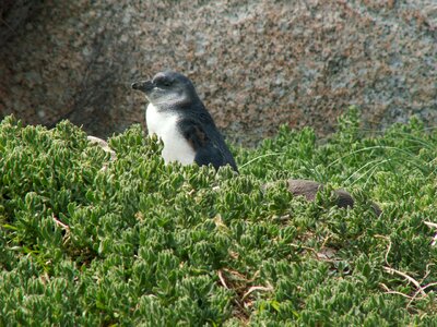 Birds animals look