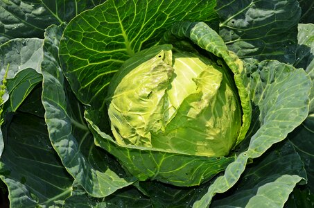 Eating healthy food natural food